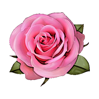 Pink Rose